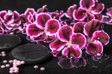 beautiful spa setting of blooming dark purple geranium flower an