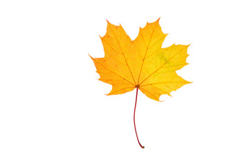 Yellow orange autumn maple leaf on the white background.