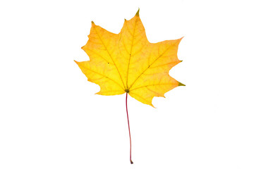 Yellow orange autumn maple leaf on the white background.