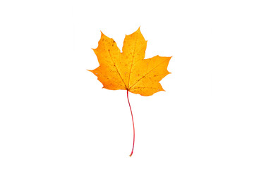 Orange autumn maple leaf on the white background