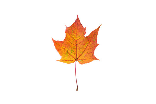 Orange autumn maple leaf on the white background