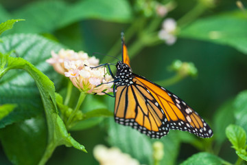 Papillon monarque, danaus plexippus,  sur une fleur