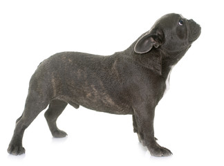 puppy french bulldog