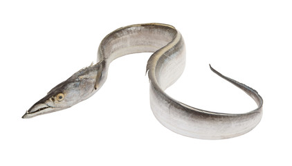 Ribbon fish isolated on white background, Trichiurus lepturus