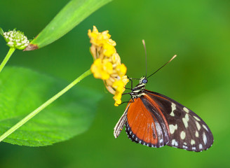 Papillon Heliconius hecale sur une fleur