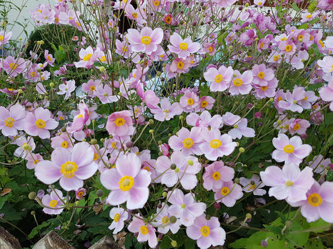 Herbstanemone, Anemone, tomentosa