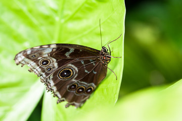 Papillon Morpho,  Caligo martia,sur une feuille
