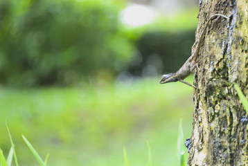 chameleon