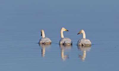 Whooper swans