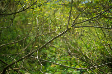 Tree branches in autumn forest. Natural background.
