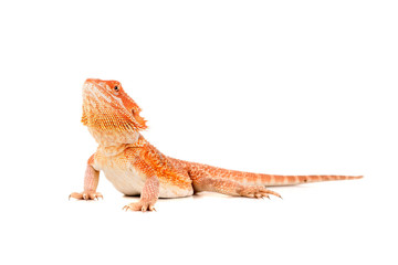 Bearded dragon