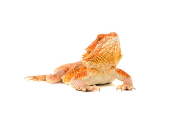 Bearded dragon