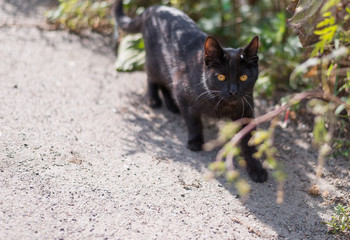 Stray black cat on the road. Selective focus with depth of field.