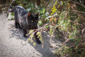 Stray black cat on the road. Selective focus with depth of field.