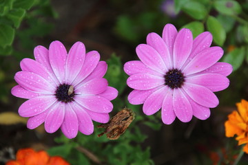 Obraz premium Purple daisy flower