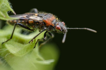 Fototapeta na wymiar Close up insect on basil leaves