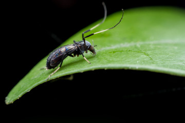 Close up fly on green leaf