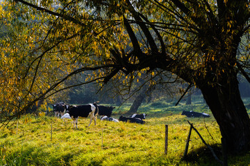 Jesień na Podlasiu © podlaski49