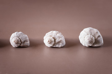 three seashells in a row over pink background.