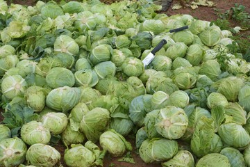 Group of green cabbages in a plantation