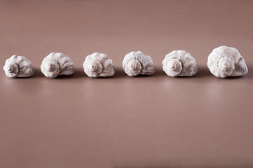 Line of seashells on a table