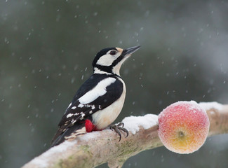 Great spotted woodpecker