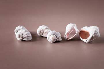 seashells lying randomly