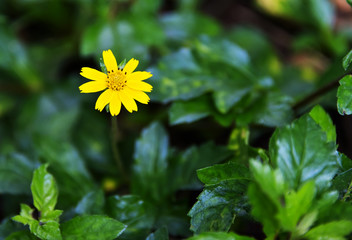 yellow flower