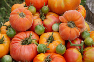 colorful tomatoes