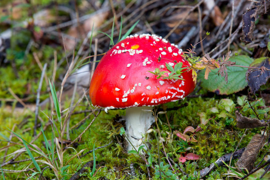 red fly agaric mushroom