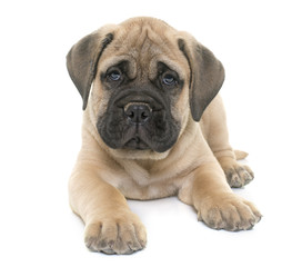 puppy bull mastiff