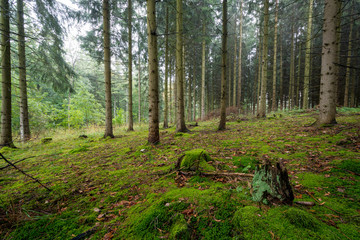 Wald in Deutschland