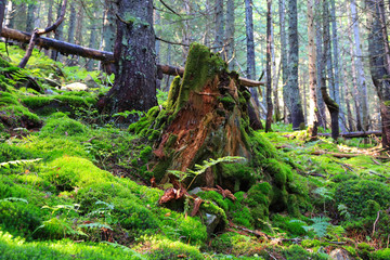 old wooden stump in deep forest