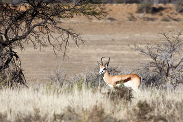Picture perfect Springbok in the field
