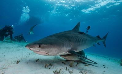 Tiger shark underwater view Grand bahama Bahamas.