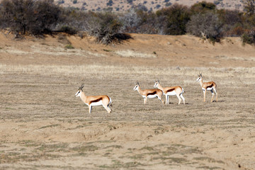 One buck, two buck, three buck and springbok