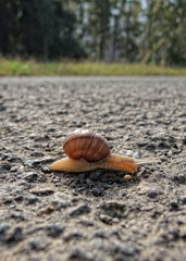Snail on the road