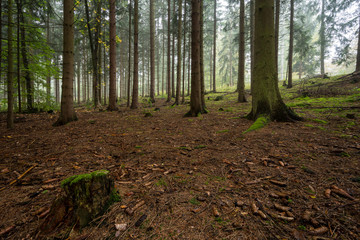 Wald in Deutschland