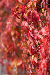 Fall season natural colorful background of macro leaves.