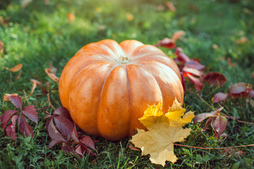 Ripe pumpkin for halloween on green grass background