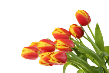Natural flowers for floral design and greeting card - bunch of red with yellow tulips isolated on white background with copy space