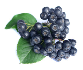 Chokeberry in closeup