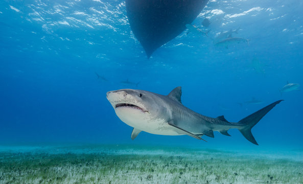 Tiger shark underwater view Grand bahama Bahamas.