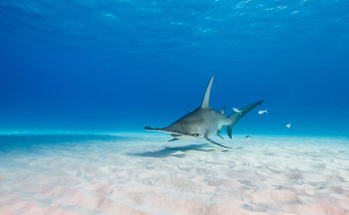Great hammerhead shark underwater view at Bimini in the Bahamas. - obrazy, fototapety, plakaty