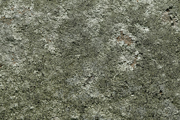 Natural wild lichen moss texture background