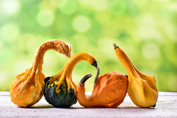 autumn still life with decorative gourds