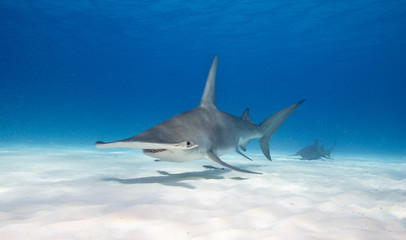 Hammerhead shark underwater view at Bimini Bahamas - obrazy, fototapety, plakaty