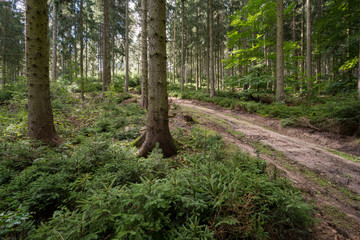 Wald in Deutschland