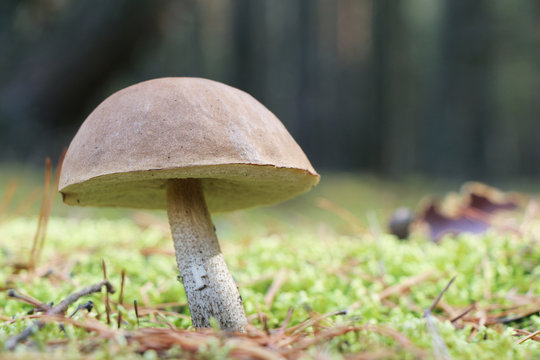 one brown-cap mushroom