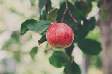 Red ripe apple on branch closeup of tree in garden